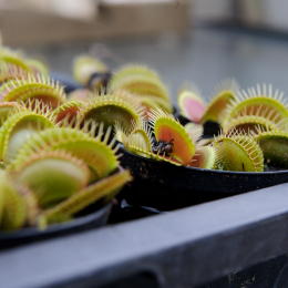 botanischer-garten-darmstadt_2010-09-18_12