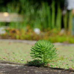 botanischer-garten-darmstadt_2010-09-18_49