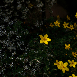 botanischer-garten-darmstadt_2010-09-18_06