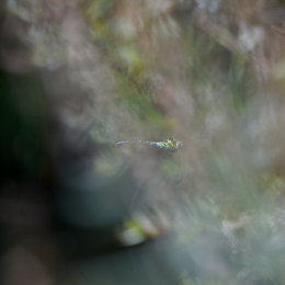 botanischer-garten-darmstadt_2010-09-18_27