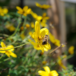 botanischer-garten-darmstadt_2010-09-18_01