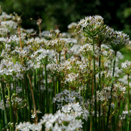 botanischer-garten-darmstadt_2010-09-18_33