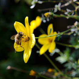 botanischer-garten-darmstadt_2010-09-18_02