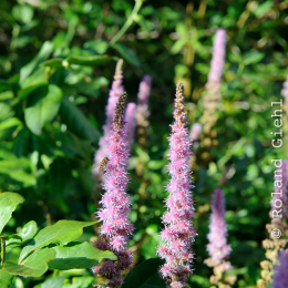 botanischer-garten-darmstadt_2010-09-18_38