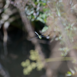 botanischer-garten-darmstadt_2010-09-18_26