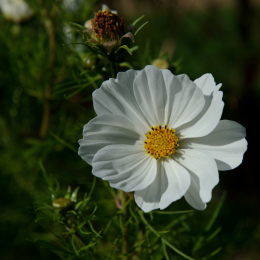 botanischer-garten-darmstadt_2010-09-18_48