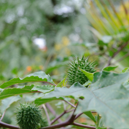 botanischer-garten-darmstadt_2010-09-18_13