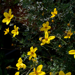 botanischer-garten-darmstadt_2010-09-18_04