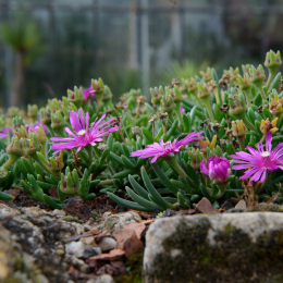 botanischer-garten-darmstadt_2010-09-18_07