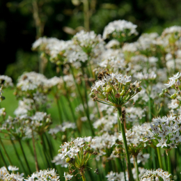 botanischer-garten-darmstadt_2010-09-18_32