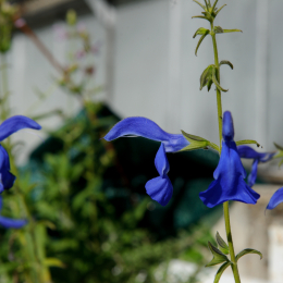 Bot. Garten Darmstadt September 2010