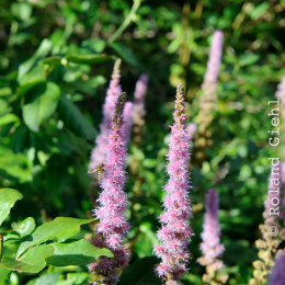 botanischer-garten-darmstadt_2010-09-18_37