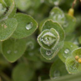 Botanischer_Garten_FFM_20140817_020