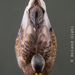 Botanischer_Garten_FFM_20140817_003