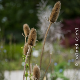 Botanischer_Garten_FFM_20140830_028