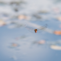 Botanischer_Garten_FFM_20140831_004
