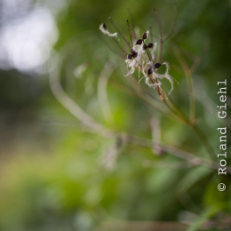 Botanischer_Garten_FFM_20140830_044