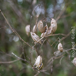 Botanischer_Garten_FFM_20140830_043