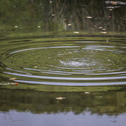Botanischer_Garten_FFM_20140831_008