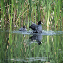 Botanischer_Garten_FFM_20140831_009