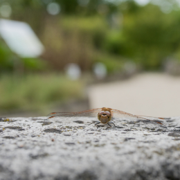 Botanischer_Garten_FFM_20140830_024