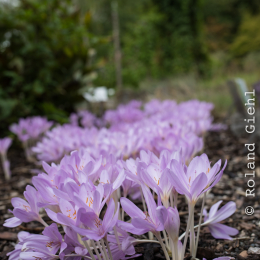 Botanischer_Garten_FFM_20140830_030