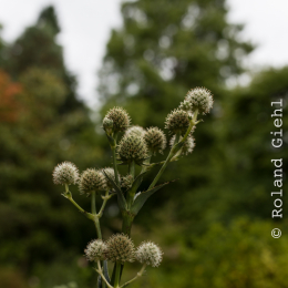 Botanischer_Garten_FFM_20140830_033