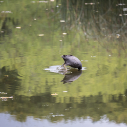 Botanischer_Garten_FFM_20140831_006