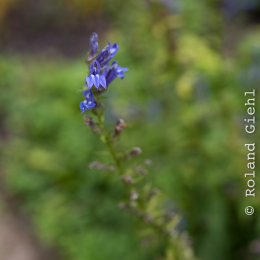 Botanischer_Garten_FFM_20140830_035