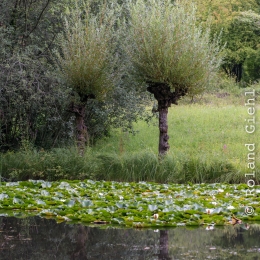 Botanischer_Garten_FFM_20140817_004