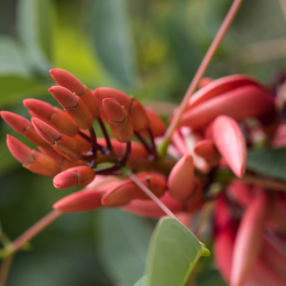 Botanischer_Garten_FFM_20140817_017
