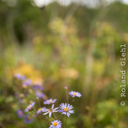 Botanischer_Garten_FFM_20140830_049