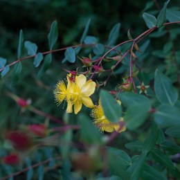 Botanischer_Garten_FFM_20140830_032