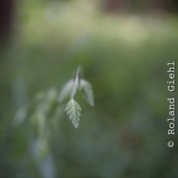 Botanischer_Garten_FFM_20140830_039