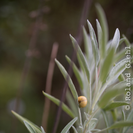 Botanischer_Garten_FFM_20140830_045