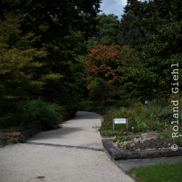 Botanischer_Garten_FFM_20140830_029