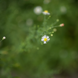 Botanischer_Garten_FFM_20140830_041