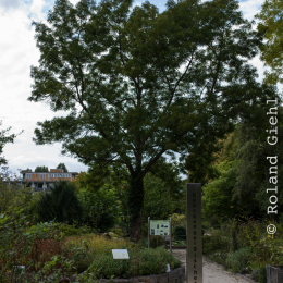 Botanischer_Garten_FFM_20140830_025