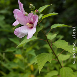 Botanischer_Garten_FFM_20140830_036