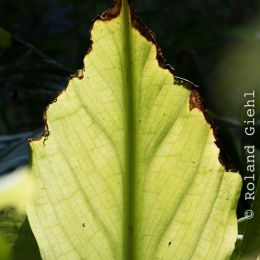 Botanischer Garten Frankfurt_20170822_007