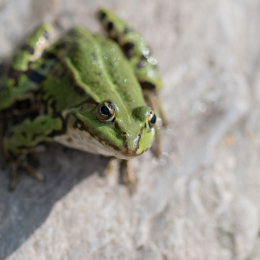 Botanischer Garten Frankfurt_20170822_005