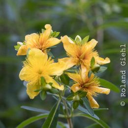 Botanischer Garten Frankfurt_20170822_013