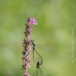 Botanischer Garten Frankfurt_20170822_003