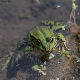 Botanischer Garten Frankfurt_20170822_004