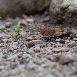 Botanischer Garten Frankfurt_20170822_002