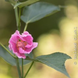 Botanischer Garten Frankfurt_20170822_011