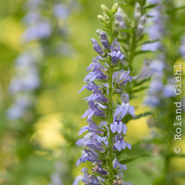 Botanischer Garten Frankfurt_20170822_010
