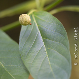 Botanischer Garten Frankfurt_20170822_008