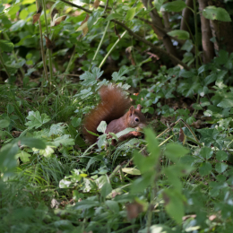 Botanischer Garten Frankfurt_20170822_006