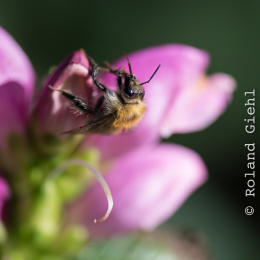 Botanischer Garten Frankfurt_20170822_009